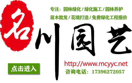 园林绿化苗木基地直供花海花境植物