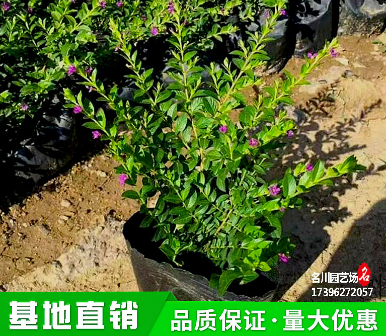 紫花满天星报价_成都萼距花杯苗_满天星种植基地_草花市场_花卉基地_苗圃直供_花木租摆