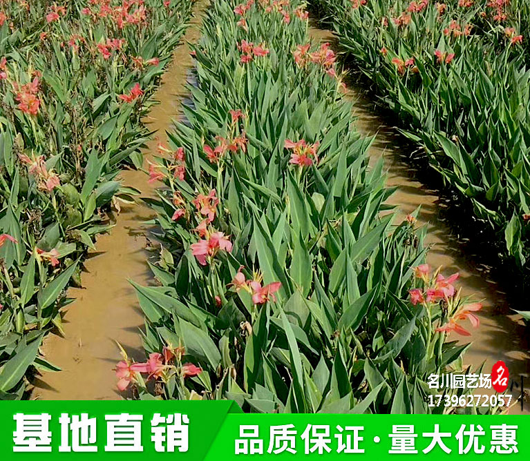 水生美人蕉基地_水生植物批发价格_公园湿地花卉价格_花境美人蕉_庭院不池绿植