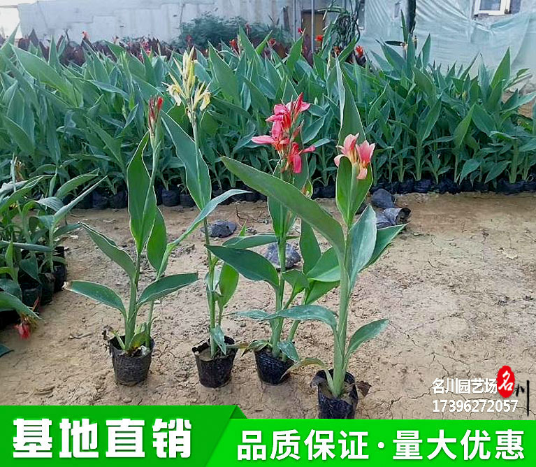 水生美人蕉杯苗批发价格_水生植物种植基地_湿地公园花卉_河道绿化苗木_花境植物租摆