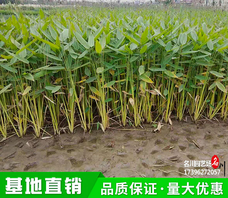 成都水生植物种植基地_再力花批发价格_水生花卉基地_2021再力花报价_花境水生植物_湿地公园花卉