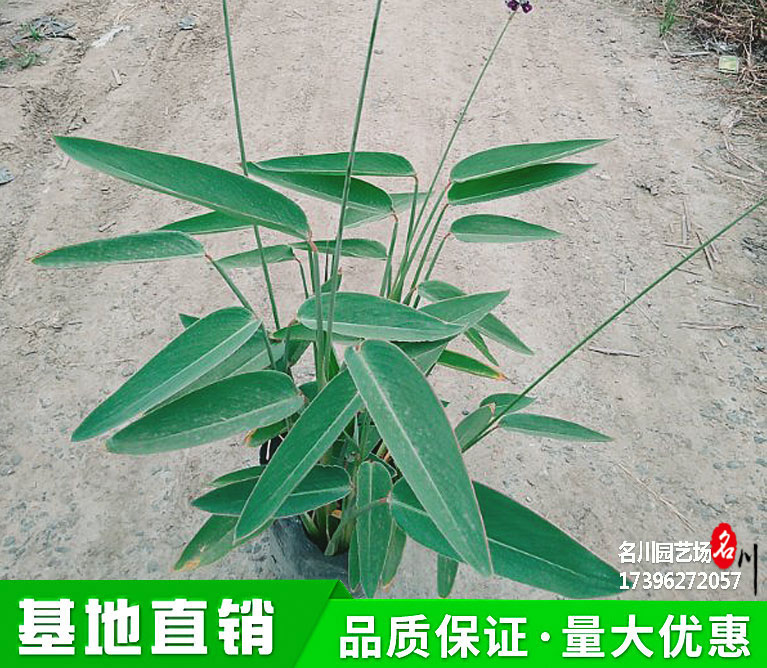 再力花水生植物报价_温江湿地公园植物种植_再力花厂价