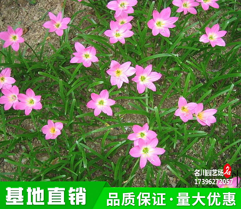 成都红花葱兰批发基地_郫县粉花葱莲价格_贵阳草花基地_花境地被_便宜开花地备植物