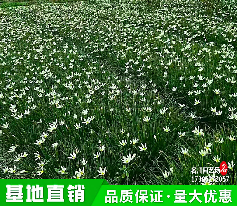 成都白花葱莲种植基地_批发玉帘_出售葱兰_郫县草花直供_园林绿化苗木批发_花境绿植_苗圃花草价格