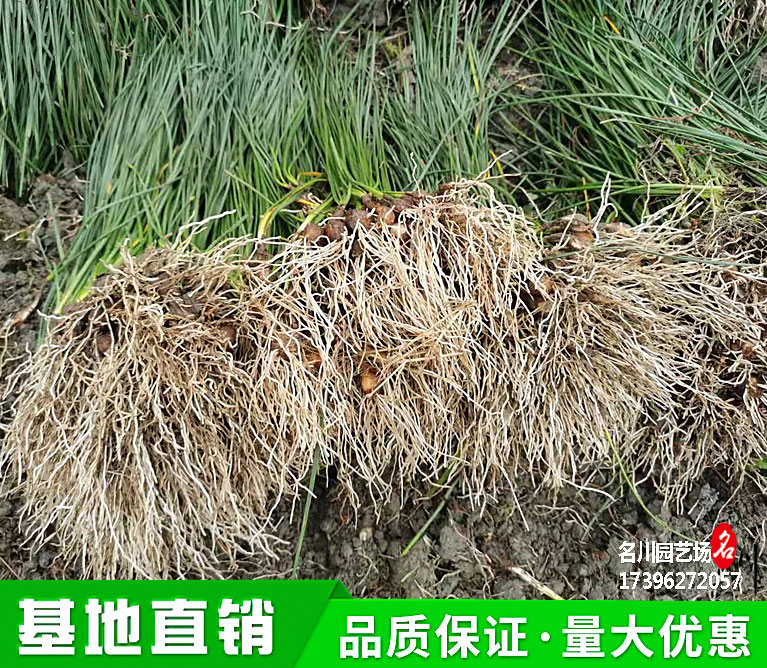 郫县葱兰花基地报价_粉花葱连价格_地被植物苗圃