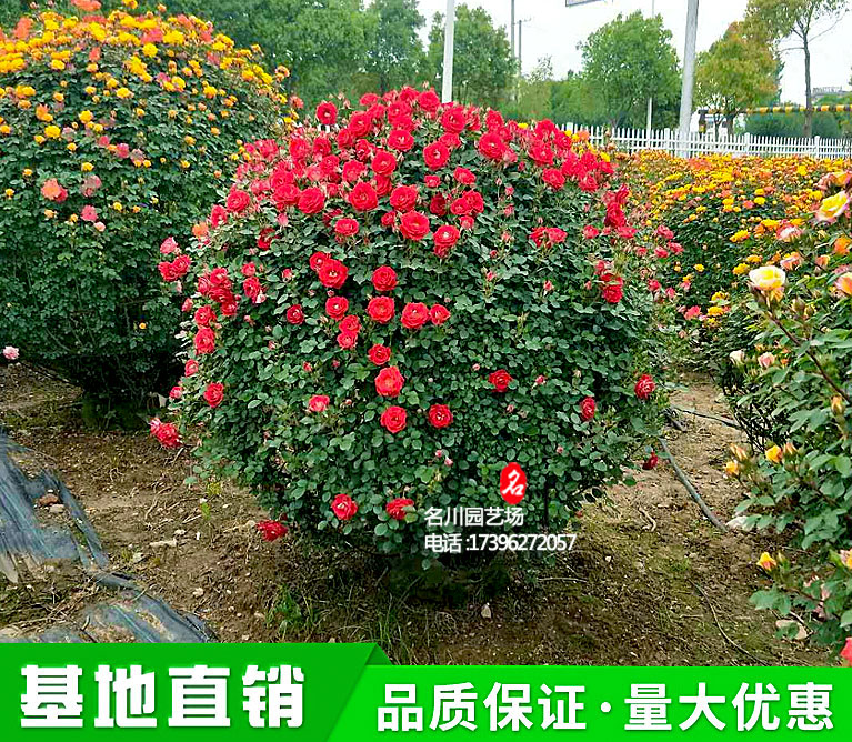 欧月月季花球_紫薇花球_月季球价格_玫瑰花球_名川园艺场