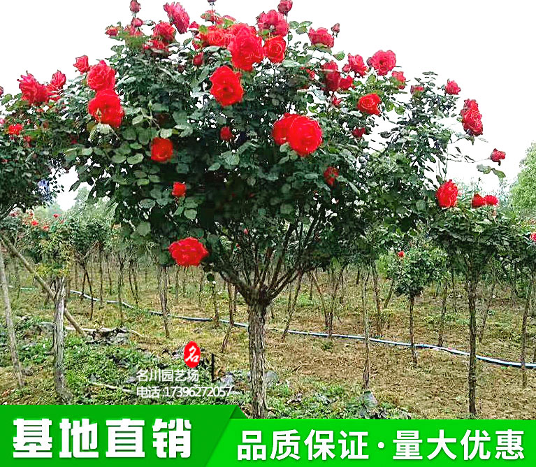 高杆月季花_高杆蔷薇花_棒棒糖月季_高杆玫瑰花_名川园艺场