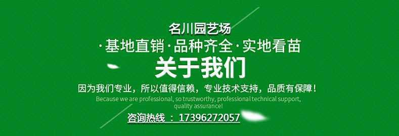 名川园艺场联系电话_苗木采购报价_花木基地_成都苗圃