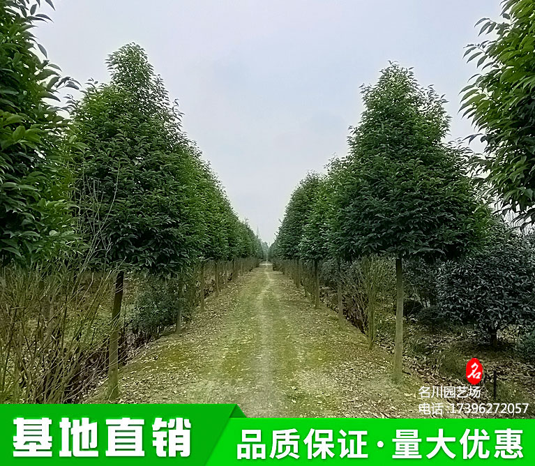 行道树天竺桂_成都8公分天竺桂价格_苗木基地