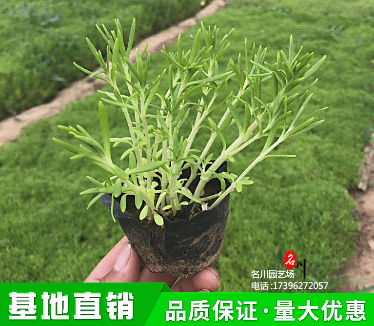 成都佛甲杯苗批发价格_贵州金叶佛甲报价_狗牙菜价格_佛指甲、铁指甲、狗牙菜、金莿插