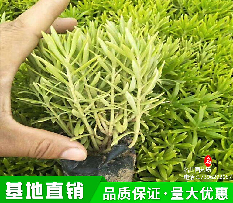 金叶佛甲草价格_贵州佛甲草杯苗基地_狗牙菜价格_佛指甲、铁指甲、狗牙菜、金莿插