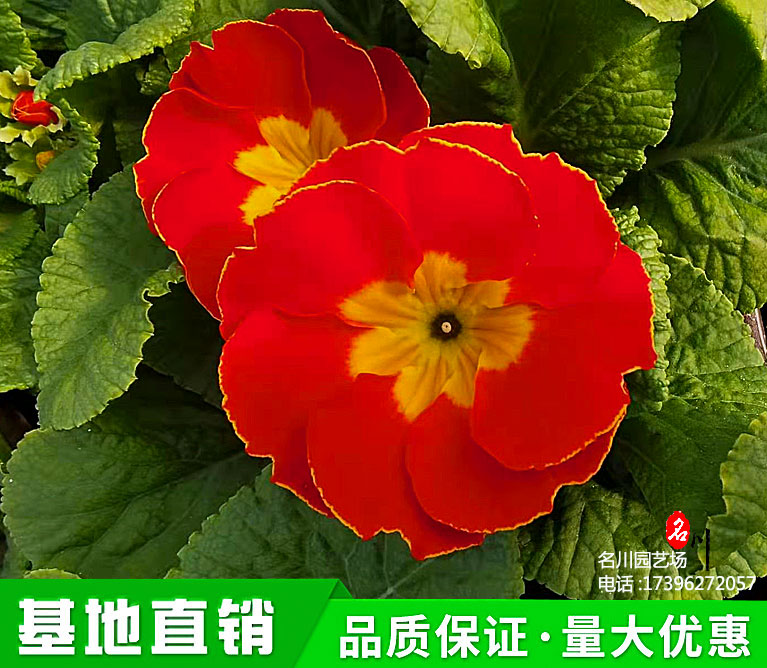 报春花价格