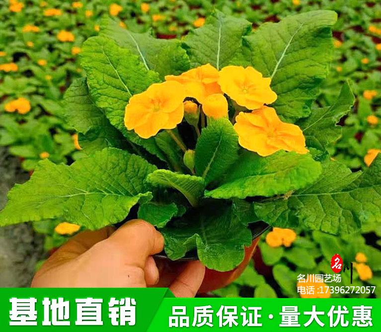 报春花花色品种价格_黄色樱草花批发价格