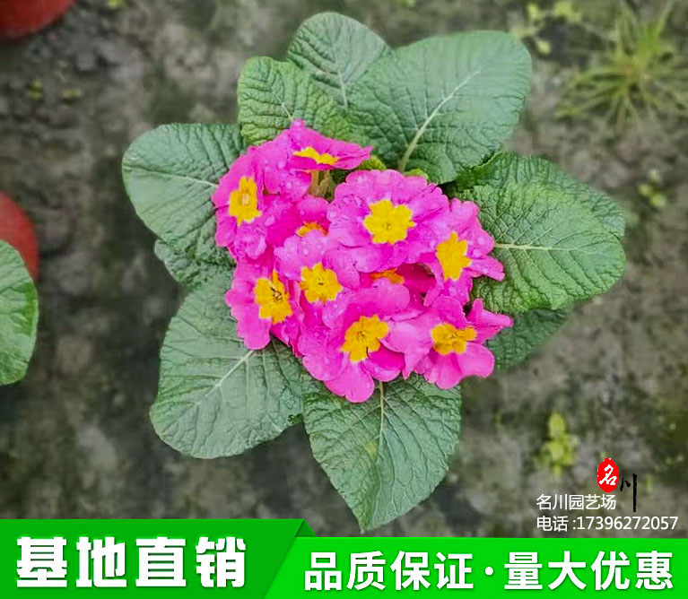 报春花颜色_樱草品种_年宵花_粉色七重楼杯苗_名川园艺场