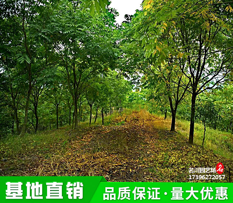 四川无患子种植基地_菩提树绿化苗木批发_油患子树价格_花木网报价