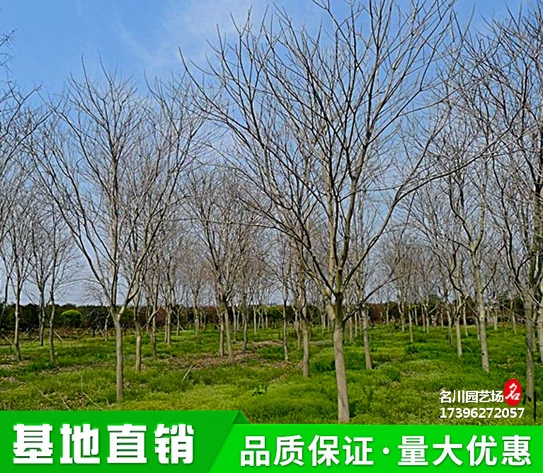 成都无患子树批发价格_菩提树种植基地_行道绿化树_园林景观工程苗木报价_苗圃直供