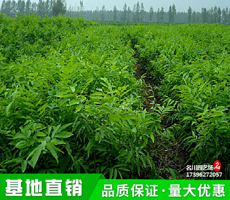 贵州无患子小苗种植基地_供应绿化苗木_菩提树种苗价格_苗圃基地