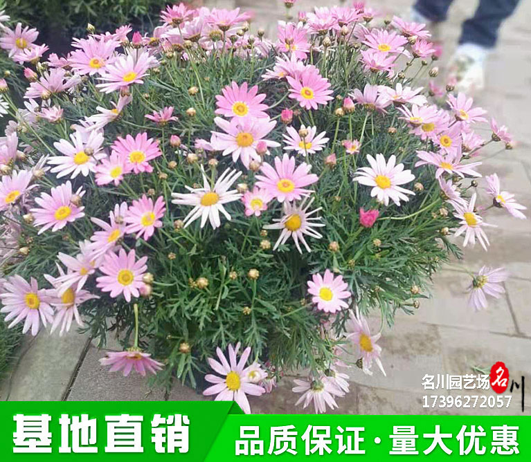 格兰黛丝玛格丽特价格_加仑盆花报价_玛格丽特新品种价格_花境草花批发