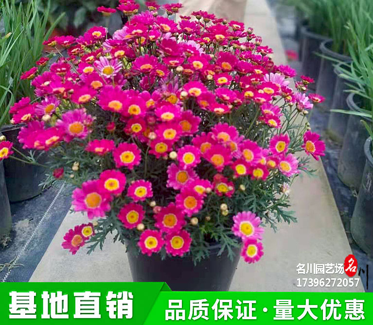 格兰黛丝草花批发基地_玛格丽特新品种报价_花境加仑盆花_节庆花卉租摆