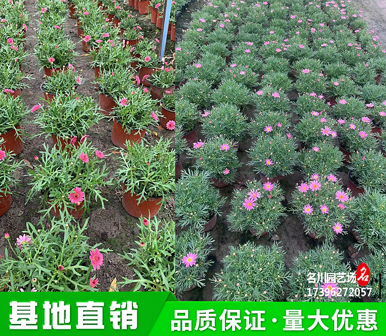 成都格兰黛丝草花批发基地_玛格丽特新品种报价_花境加仑盆花_节庆花卉租摆_成都草花报价